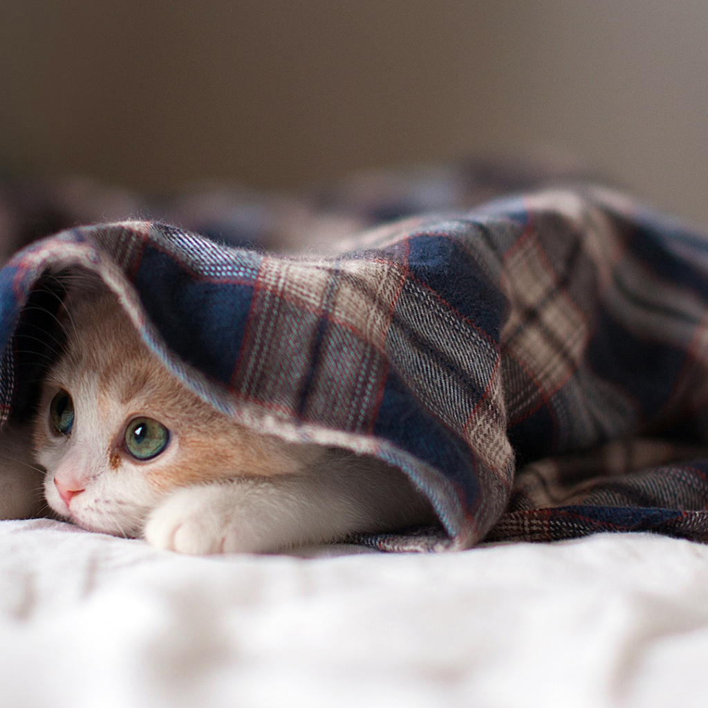 Спящая кошка