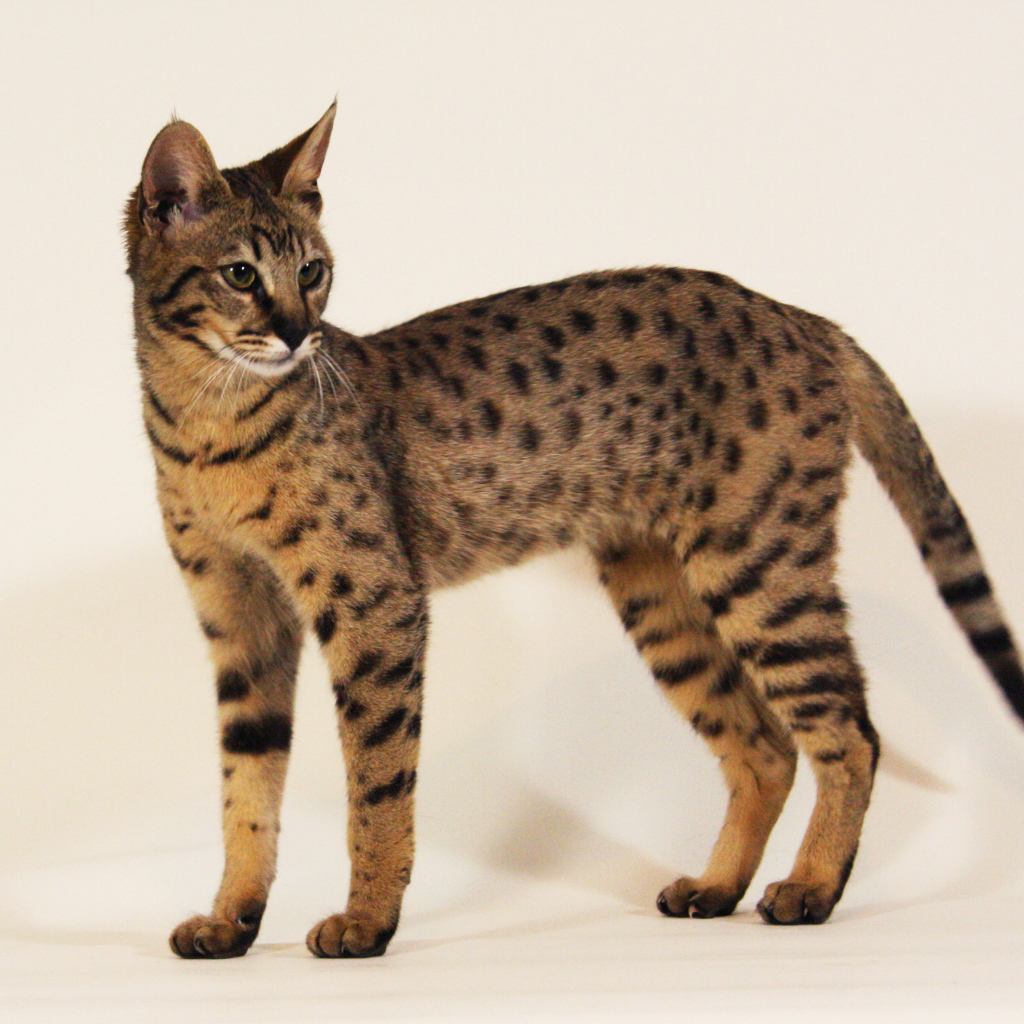 Стройная кошка саванна