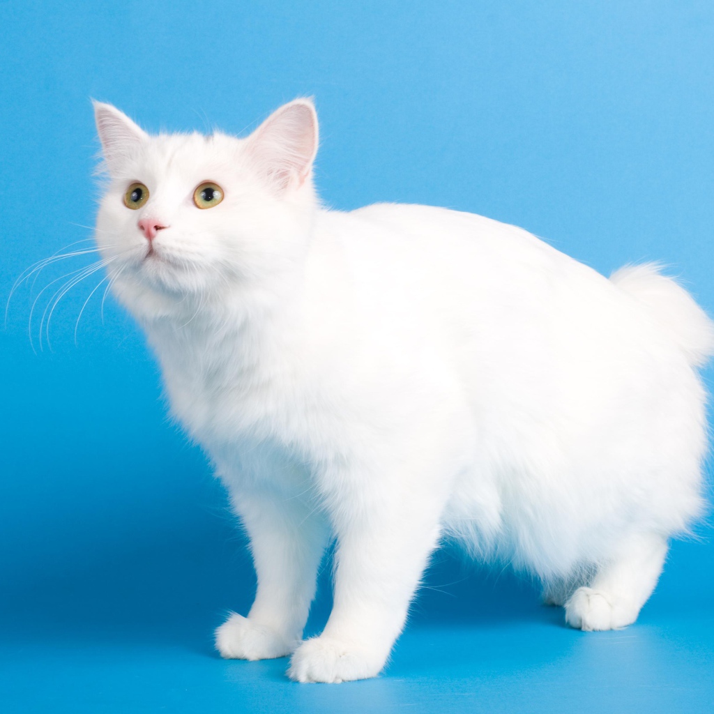 Белоснежный курильский бобтейл