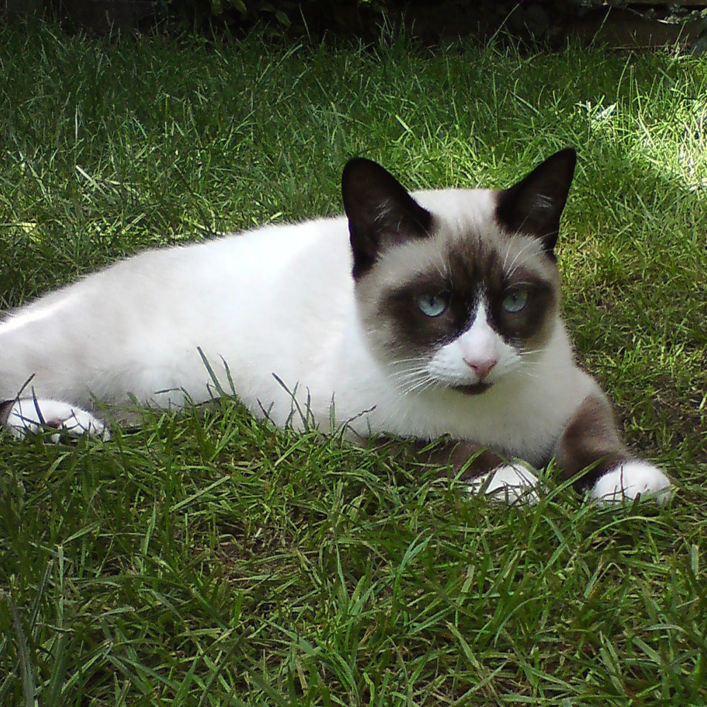 Кот сноу-шу на траве