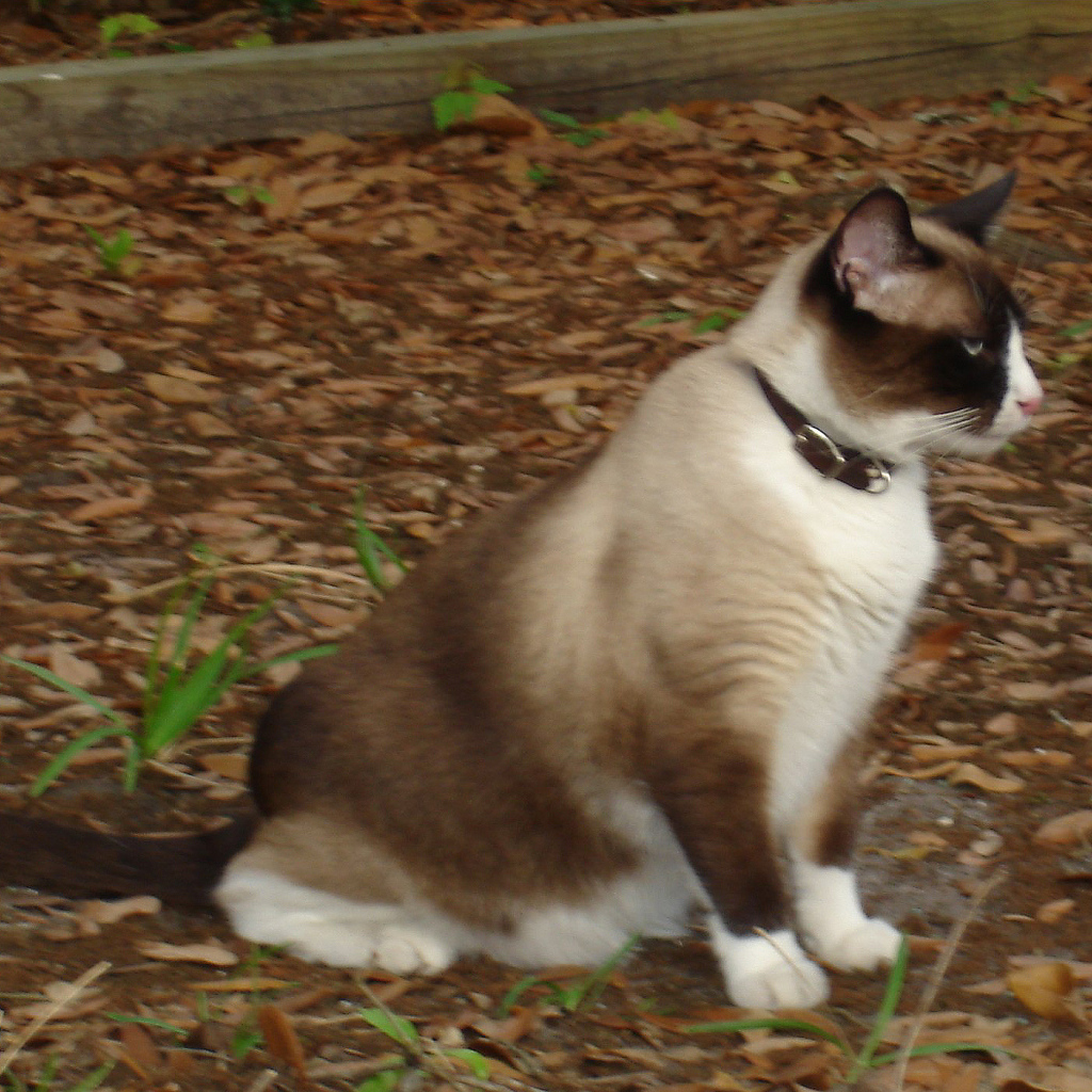 Кот сноу-шу в ошейнике