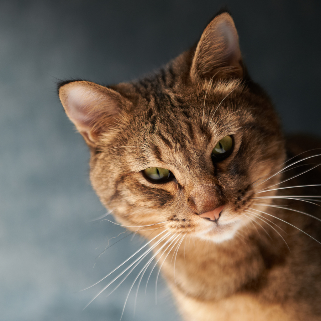 Порода сомалийская кошка