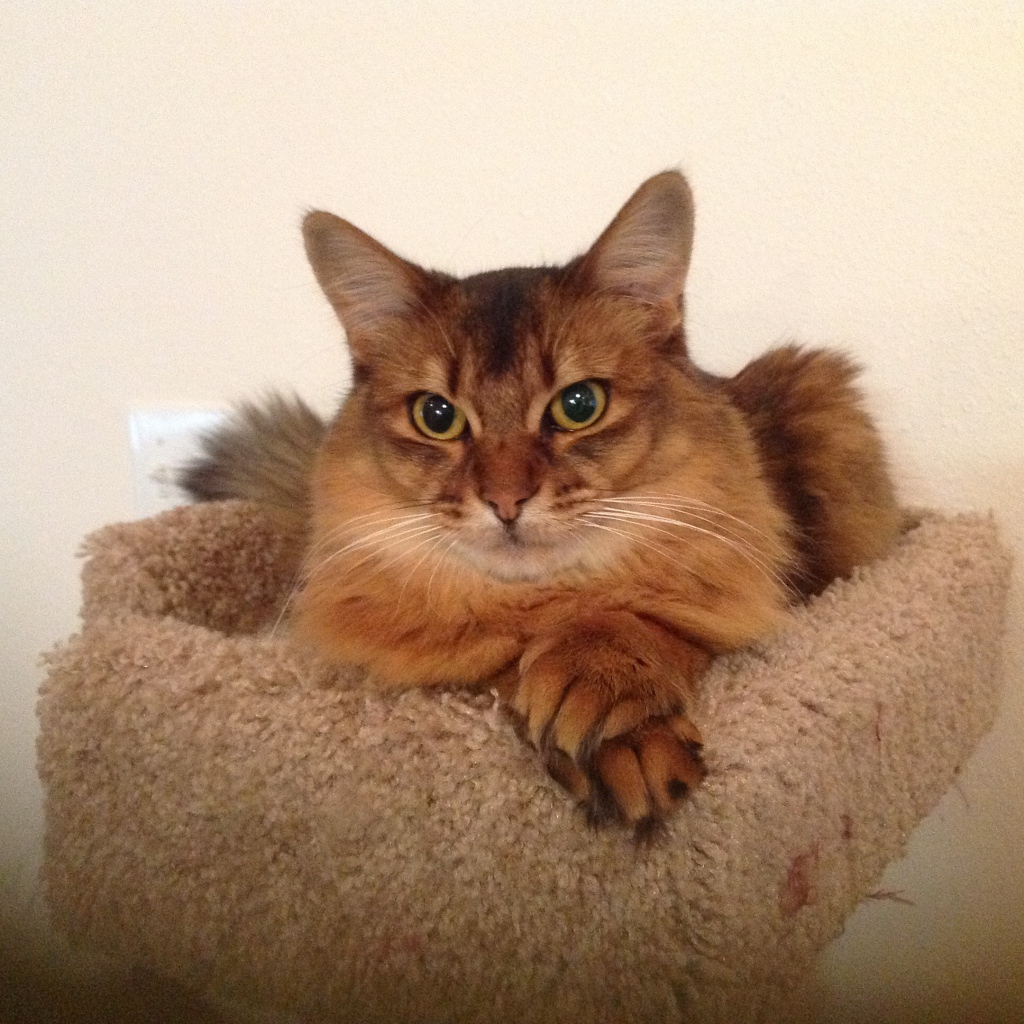 Сомалийская кошка в домике