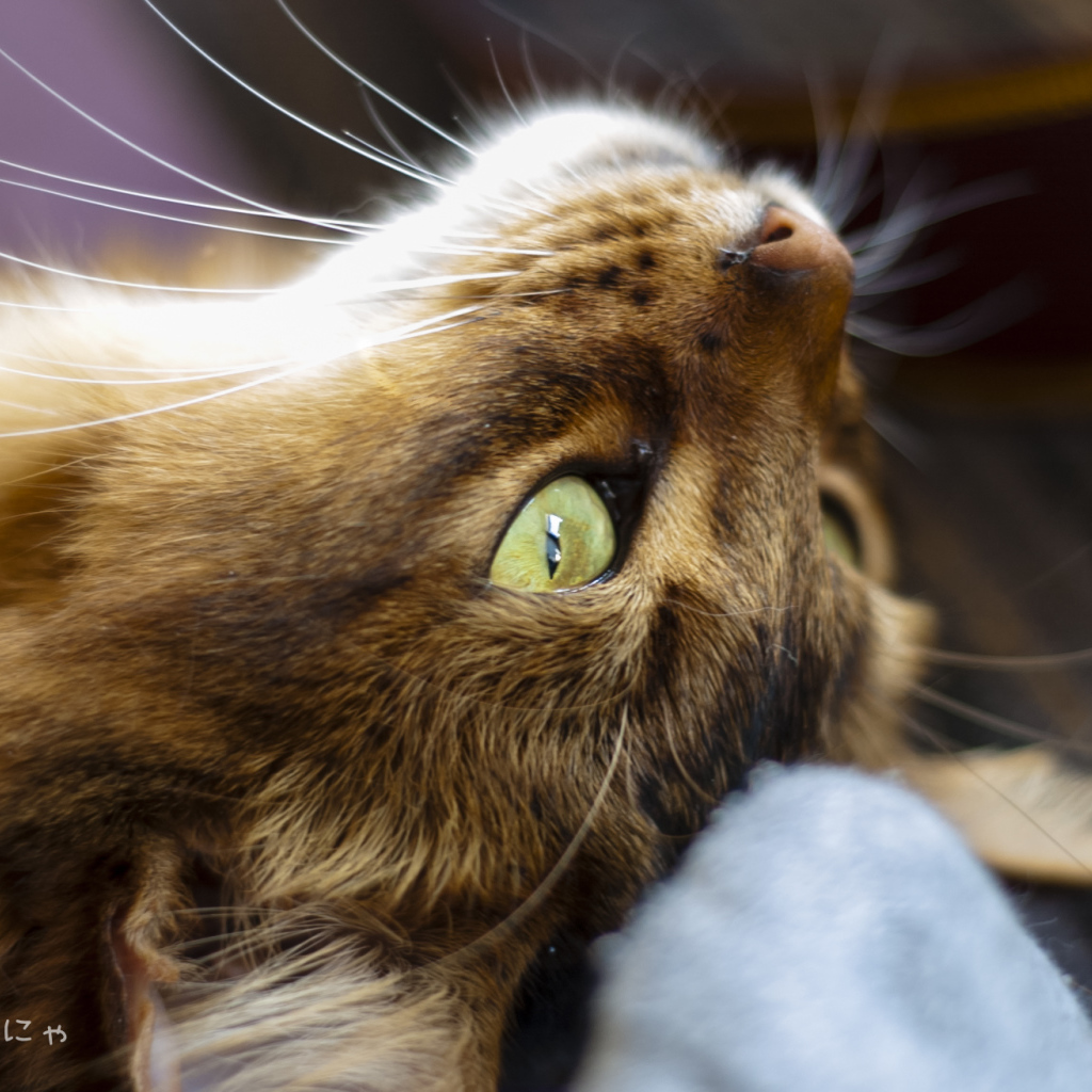 Сомалийская кошка на спине