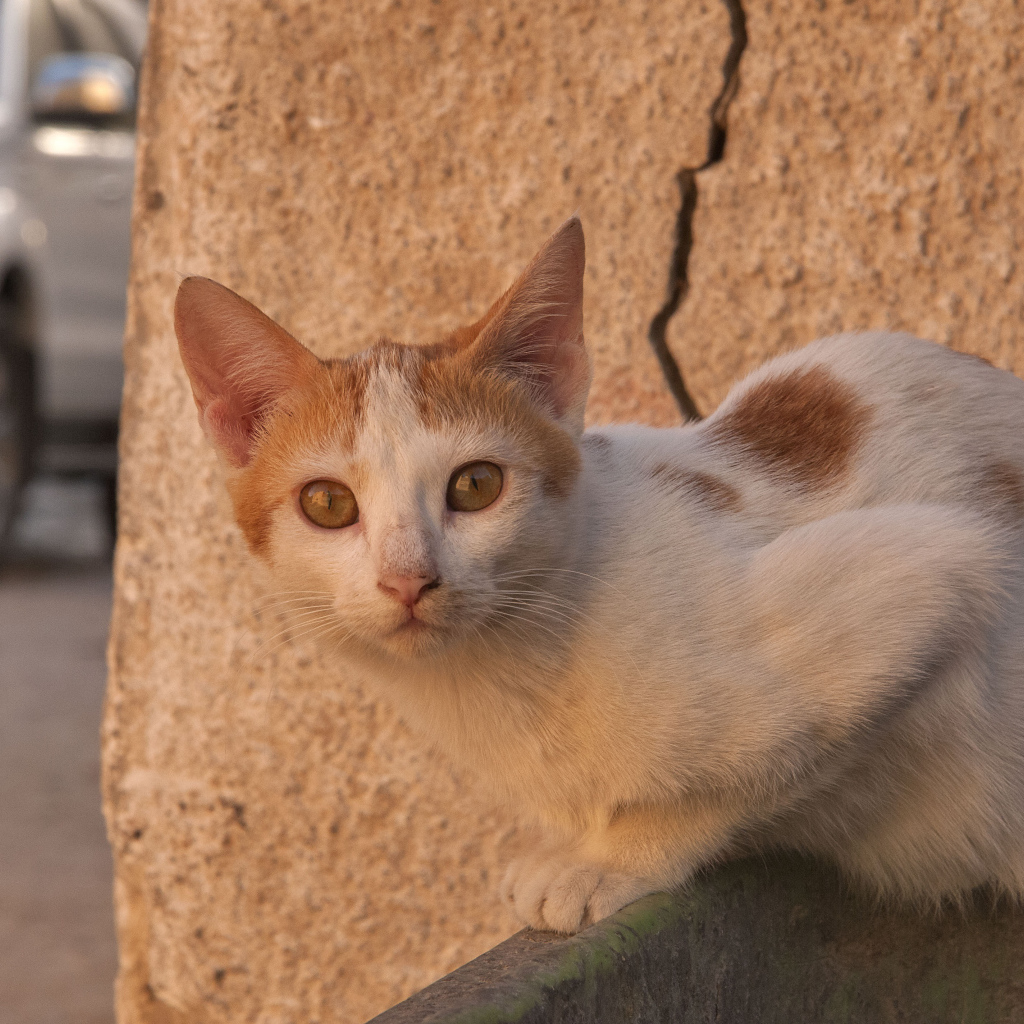 Уличный кот аравийский мау