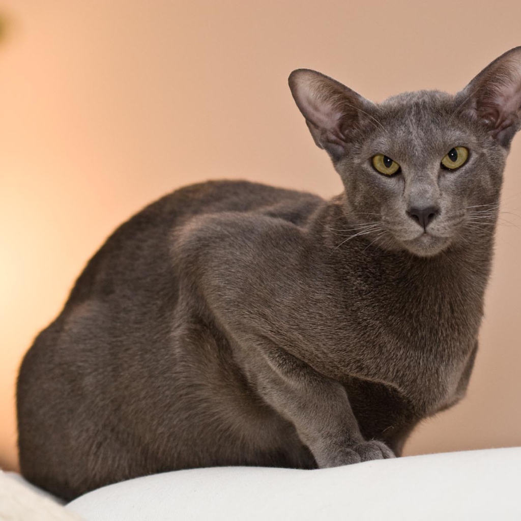 Строгая ориентальная длинношерстная кошка