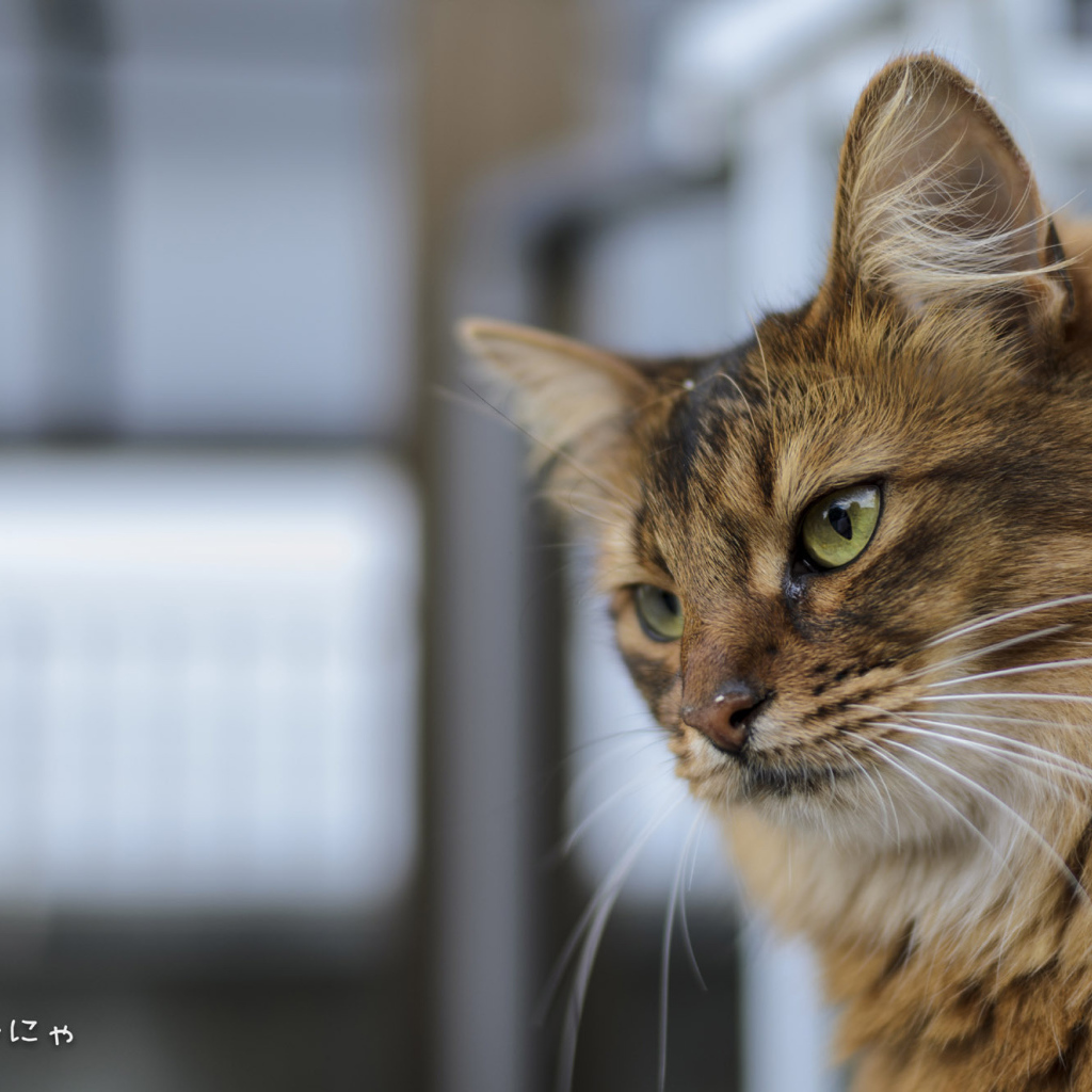 Строгая сомалийская кошка