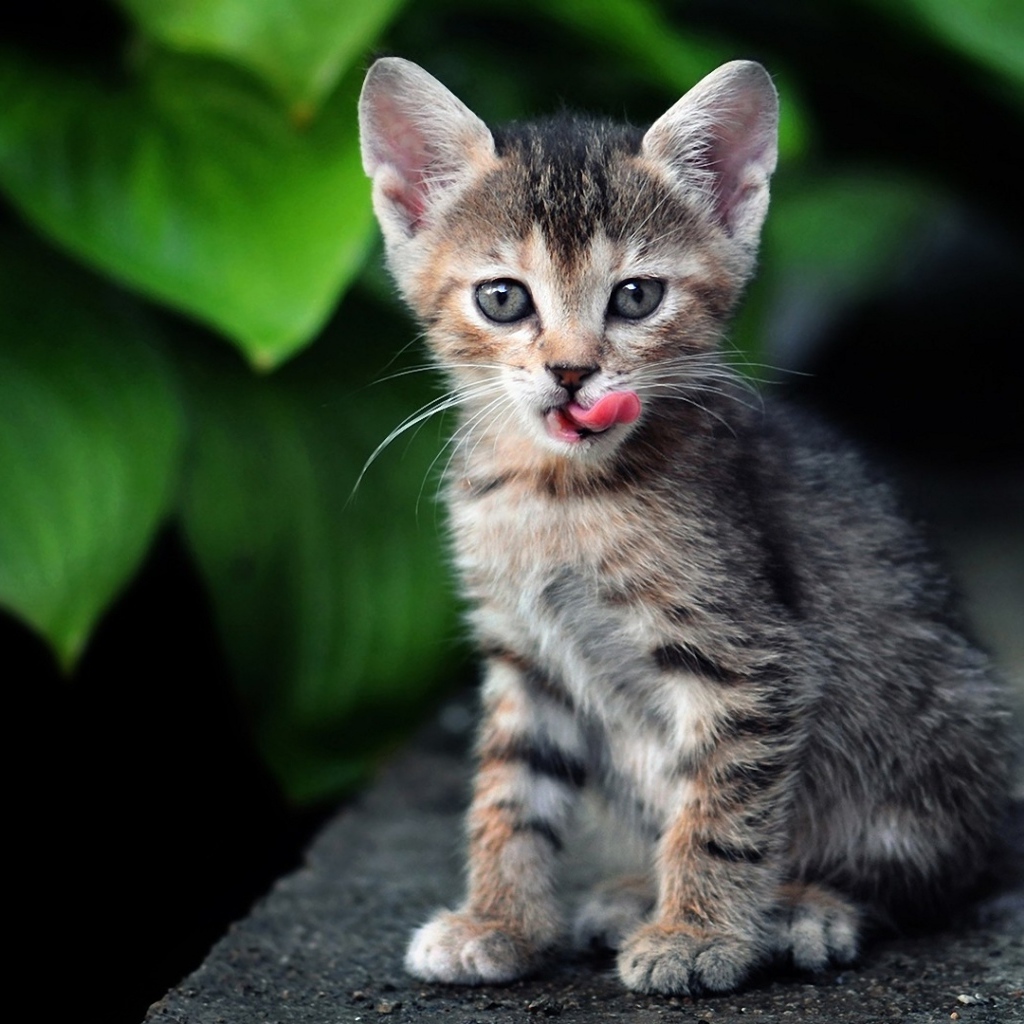 Полосатый котенок