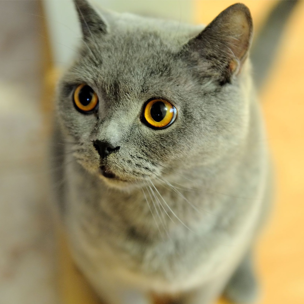 Удивленная британская короткошерстная кошка