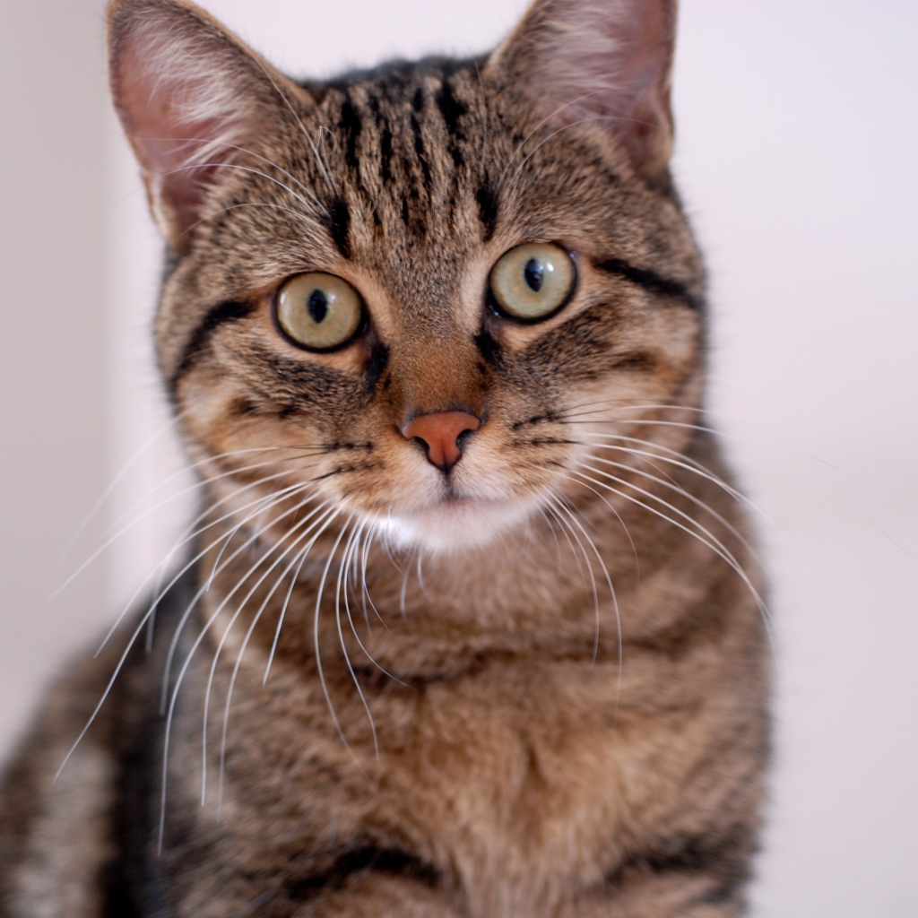 Удивленная европейская короткошерстная кошка