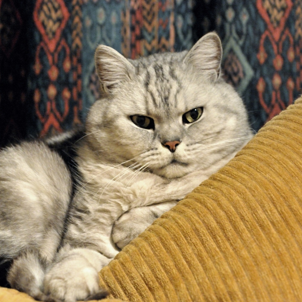 Милая британская короткошерстная кошка