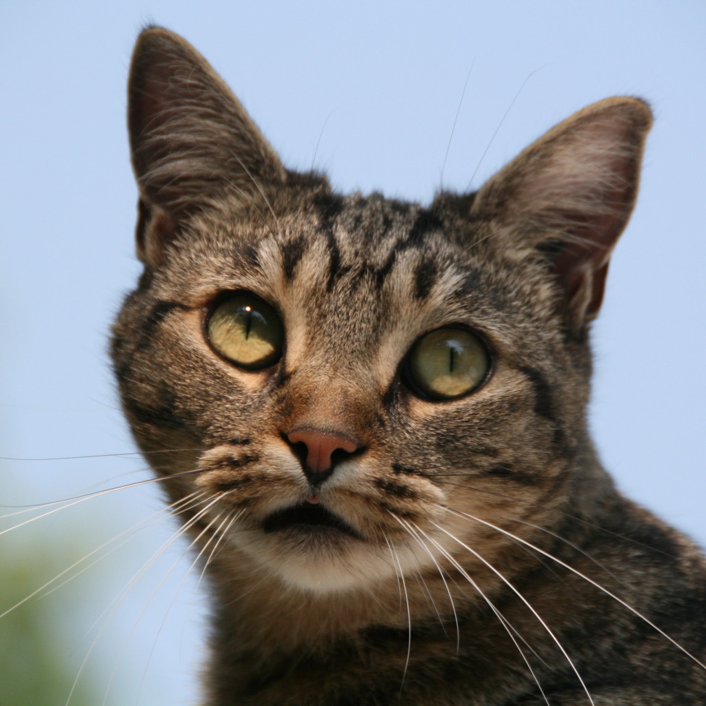 Милая европейская короткошерстная кошка