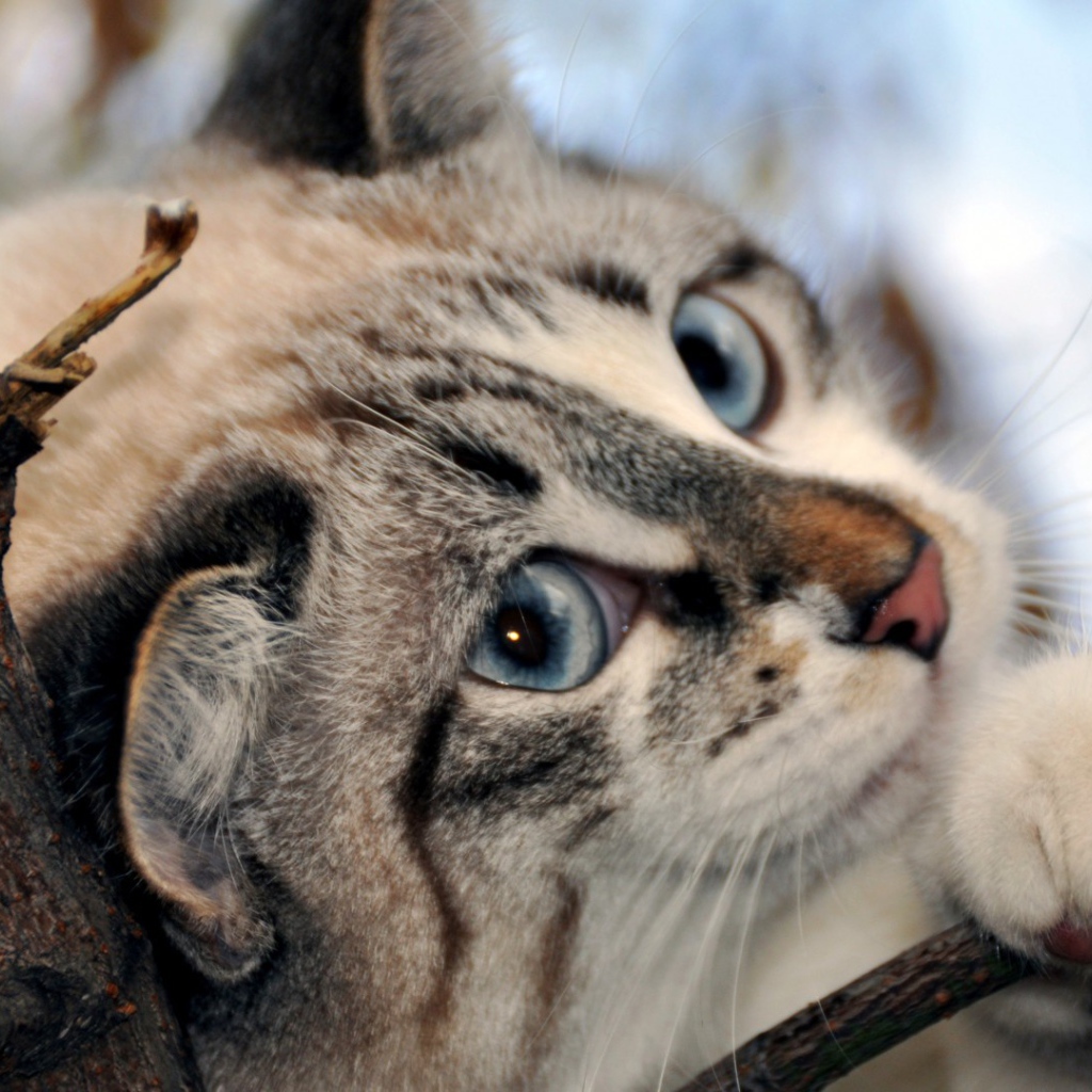 Голубоглазый кот