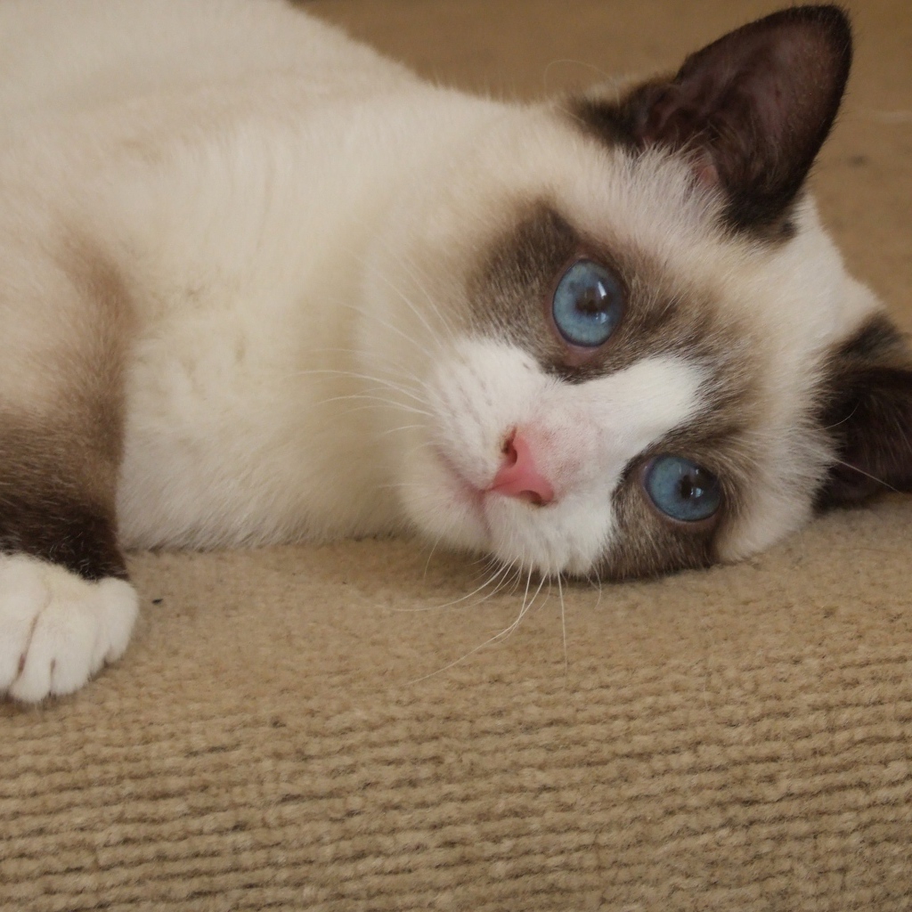 Голубоглазый кот сноу-шу