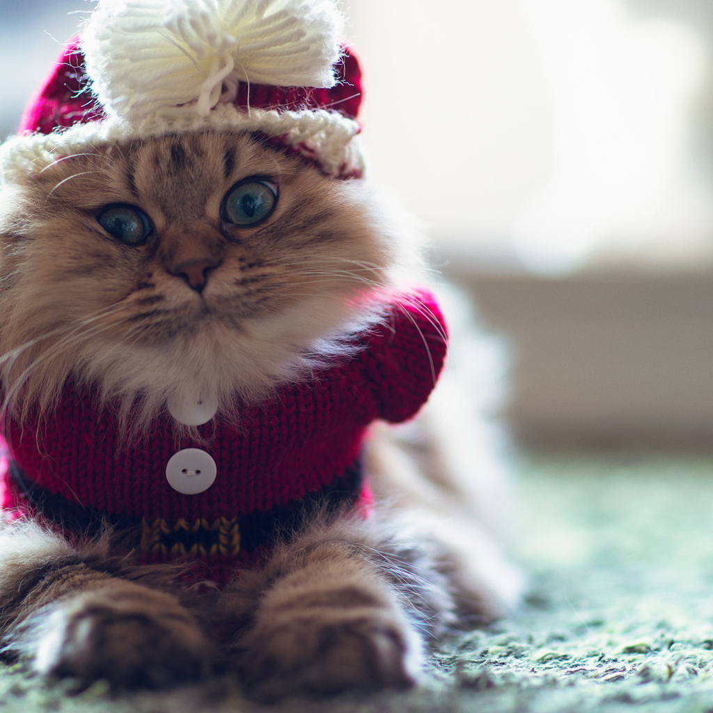 Кот в одежде