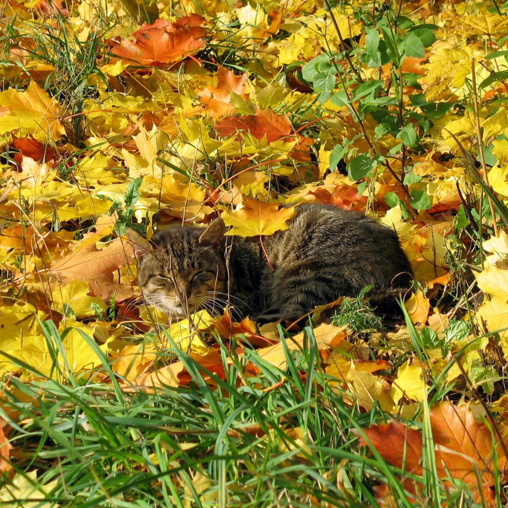 Кот в осенней листве