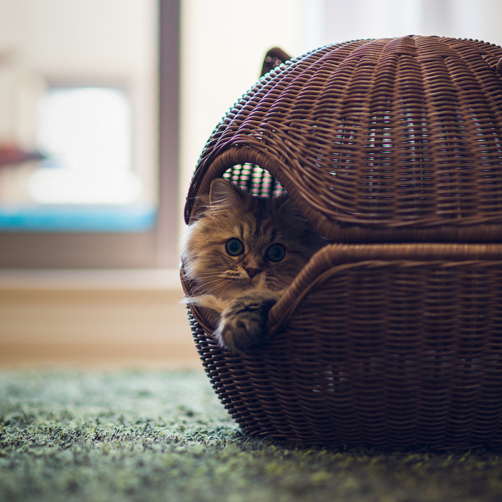 Кот в оригинальной корзине