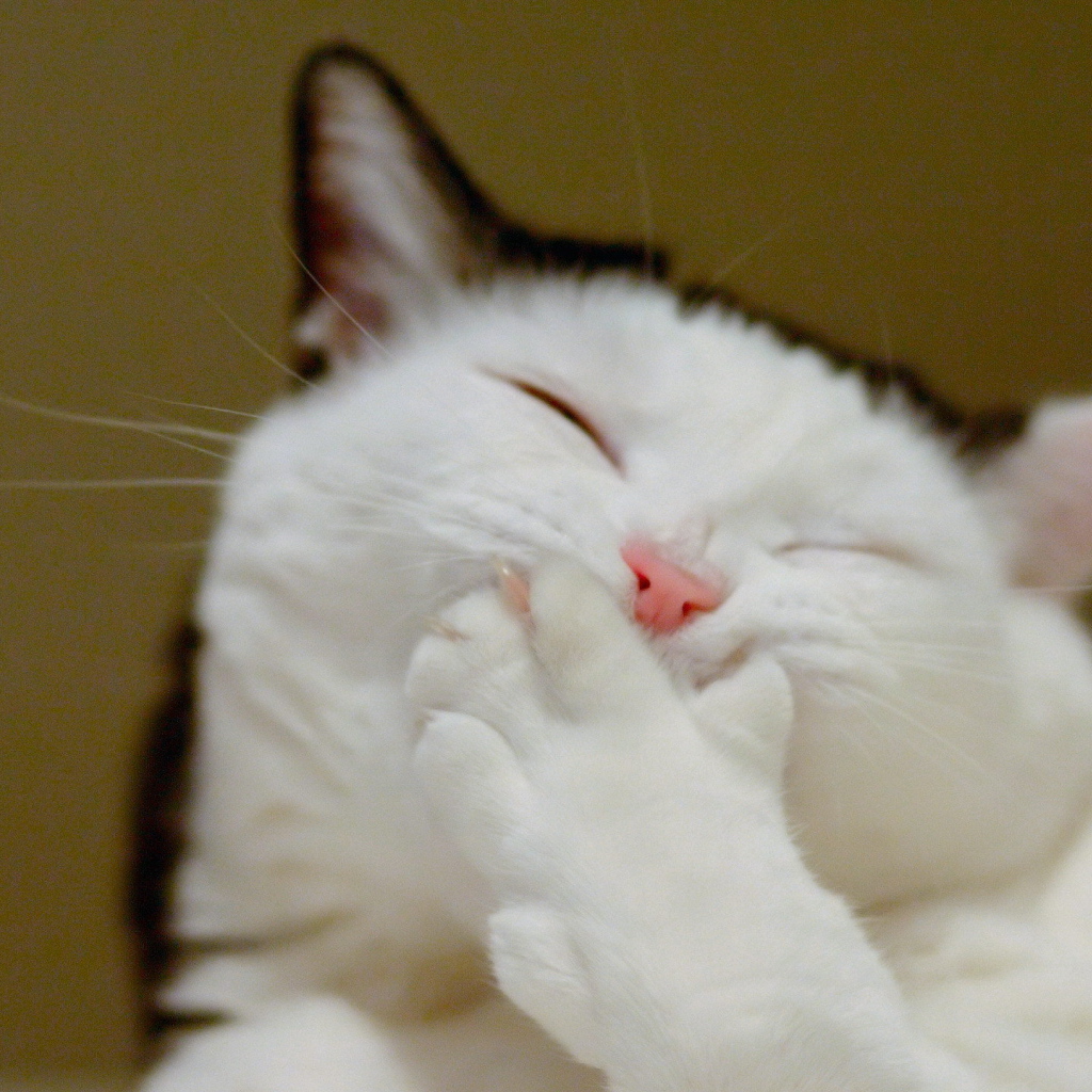 Кот смеется