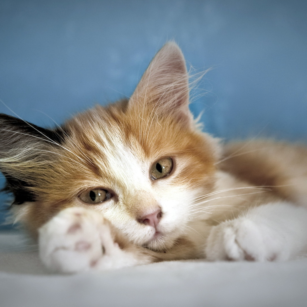 Кошка лежит на лапе