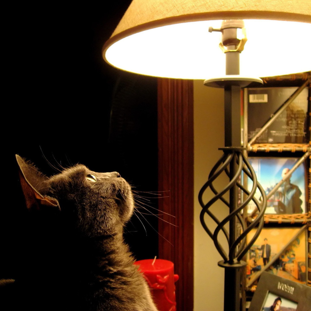 The cat looks at the lamp