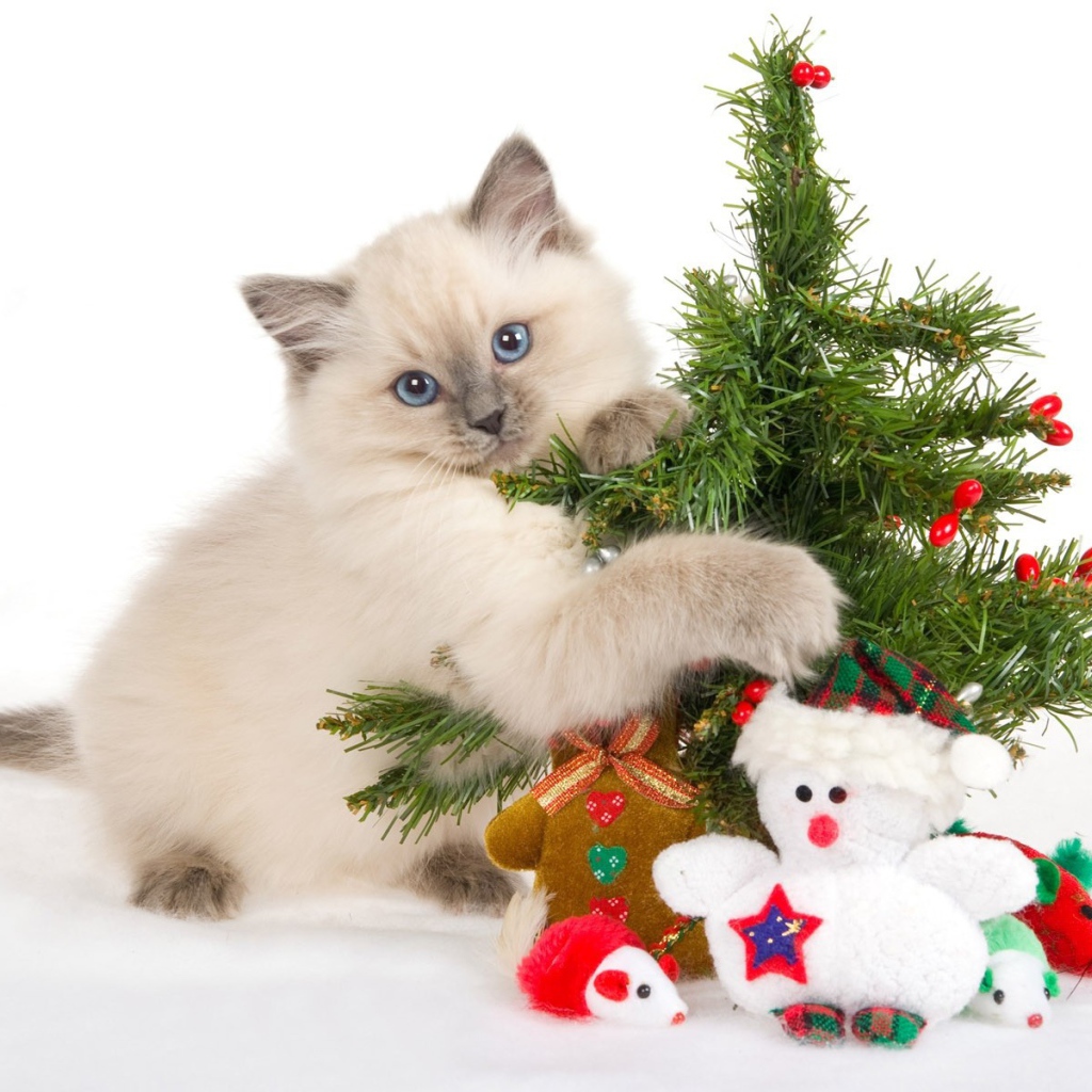 Котенок играет с елкой