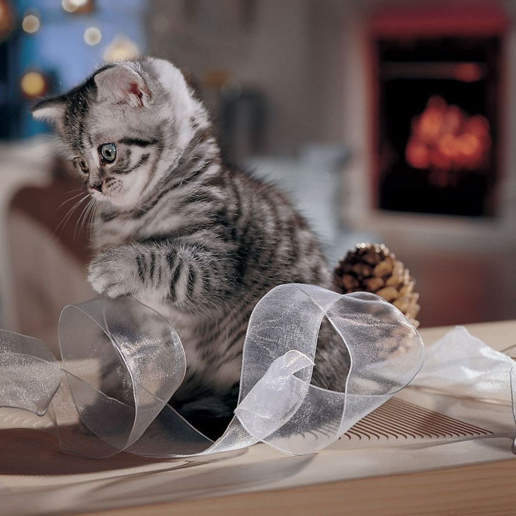 Котенок играет с лентой