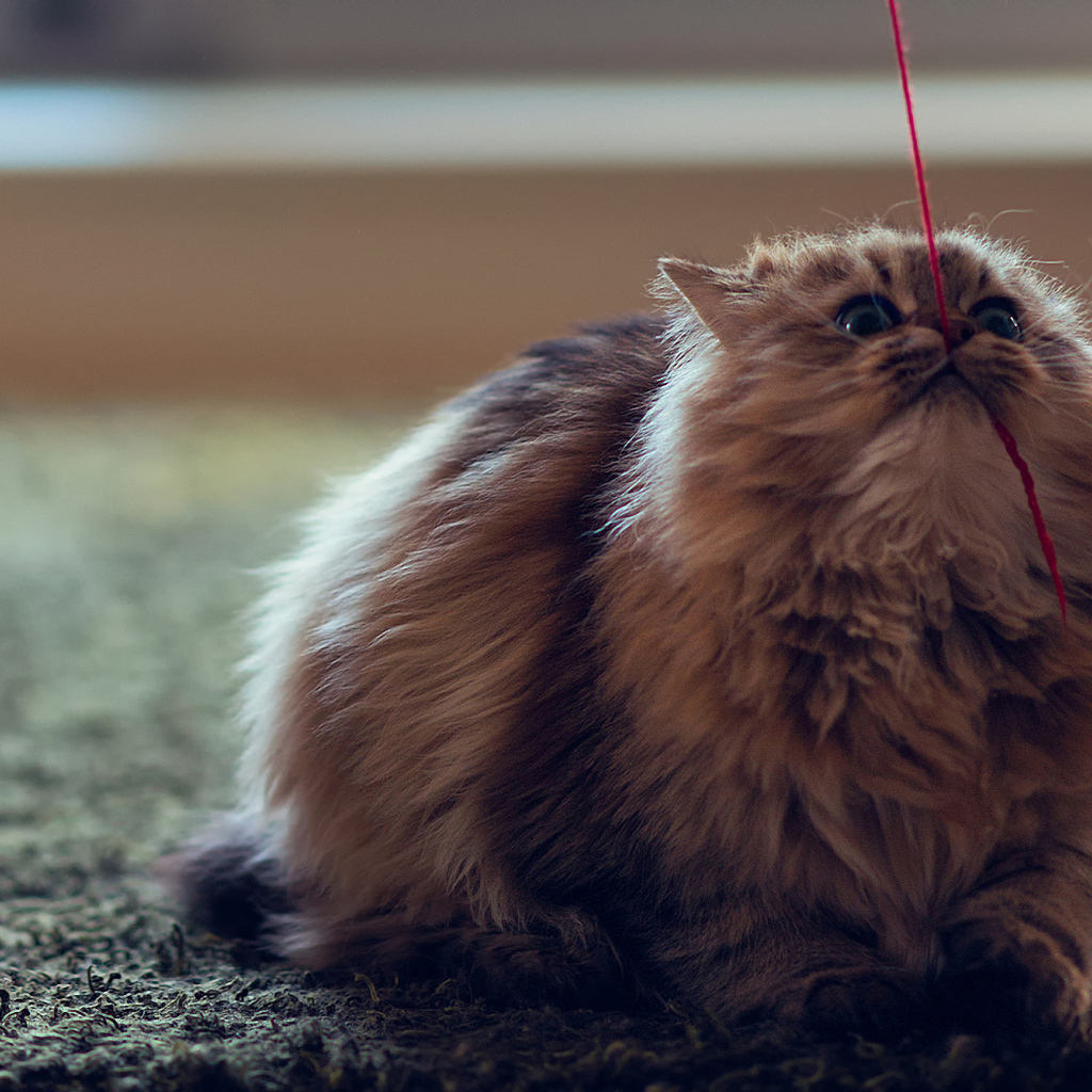 Кот тянет нитку