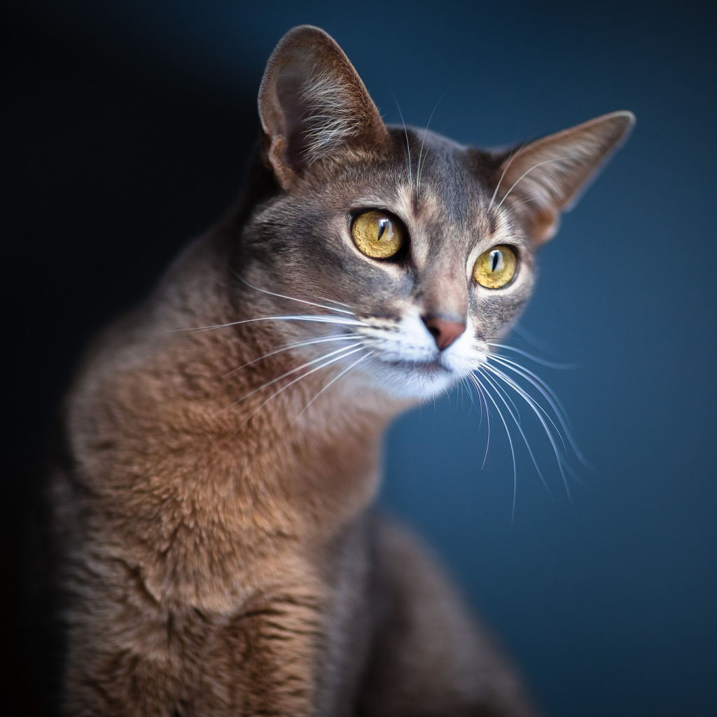 Кошка подняла уши