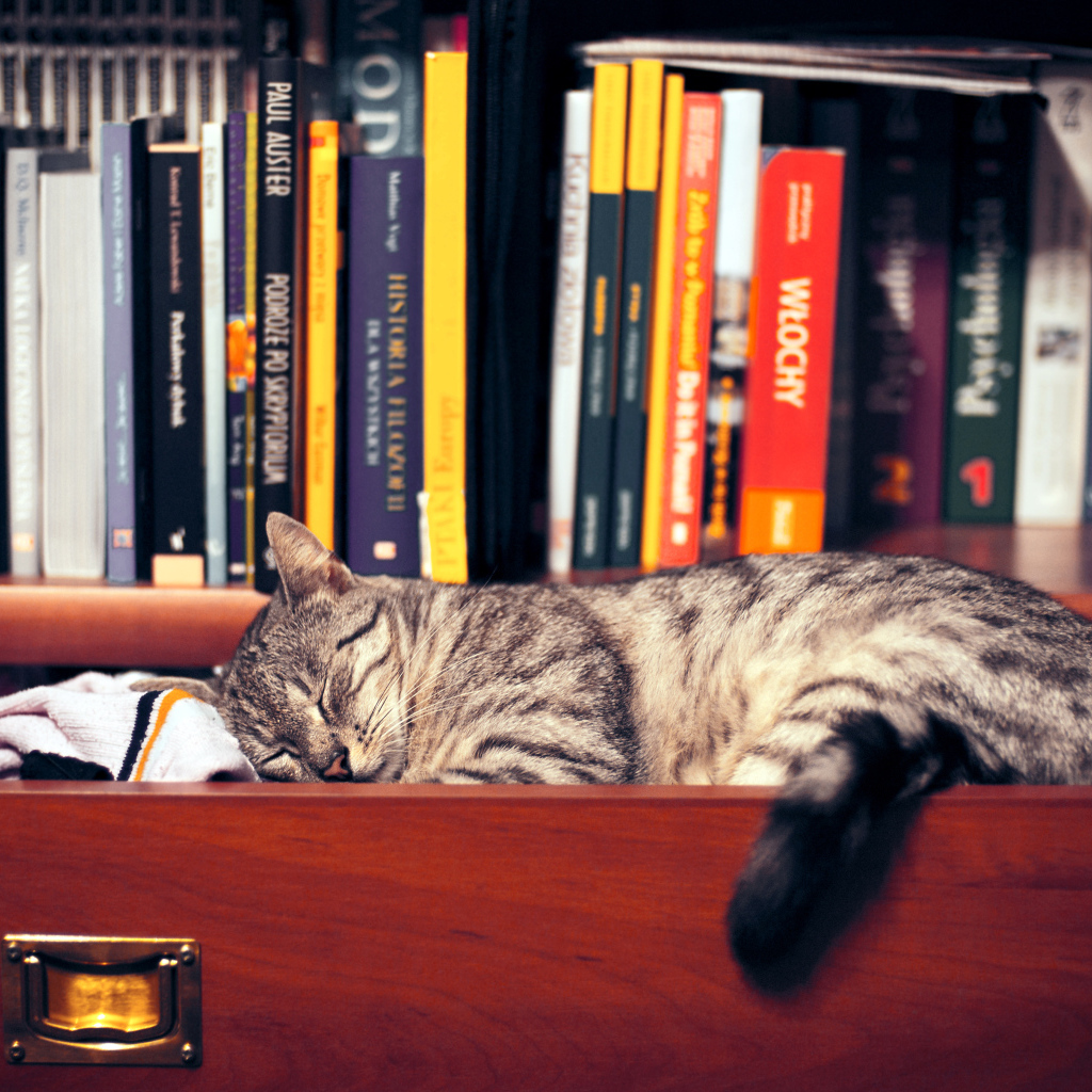 Кот спит в шкафу