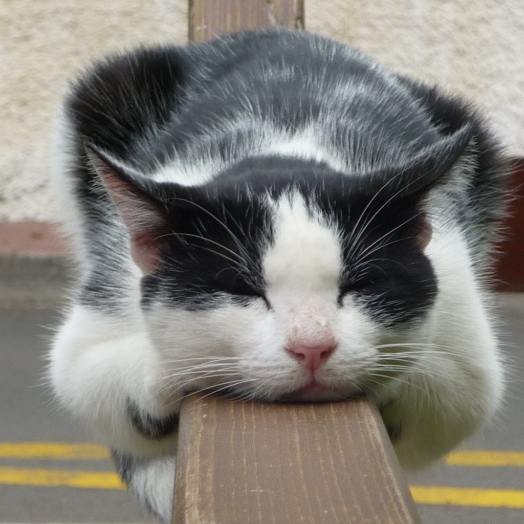 Кот спит на заборе