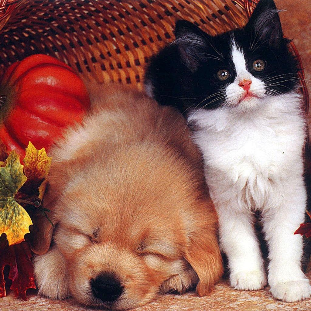 Собака спит а кот охраняет