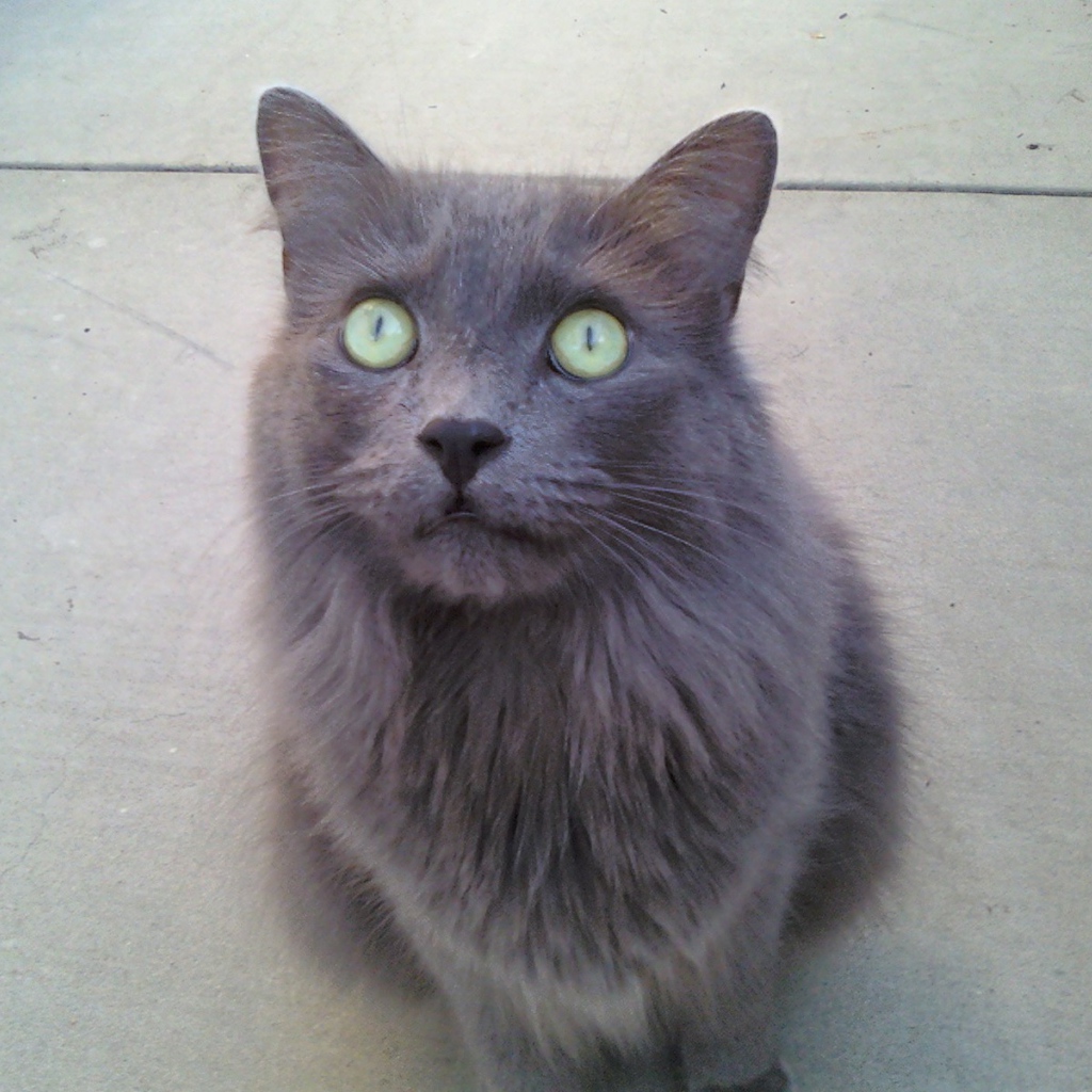 Зеленоглазый кот нибелунг