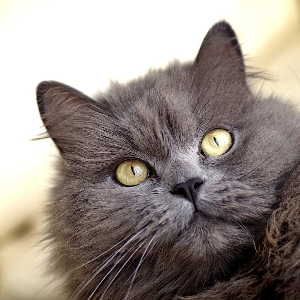 Зеленоглазый пушистый кот