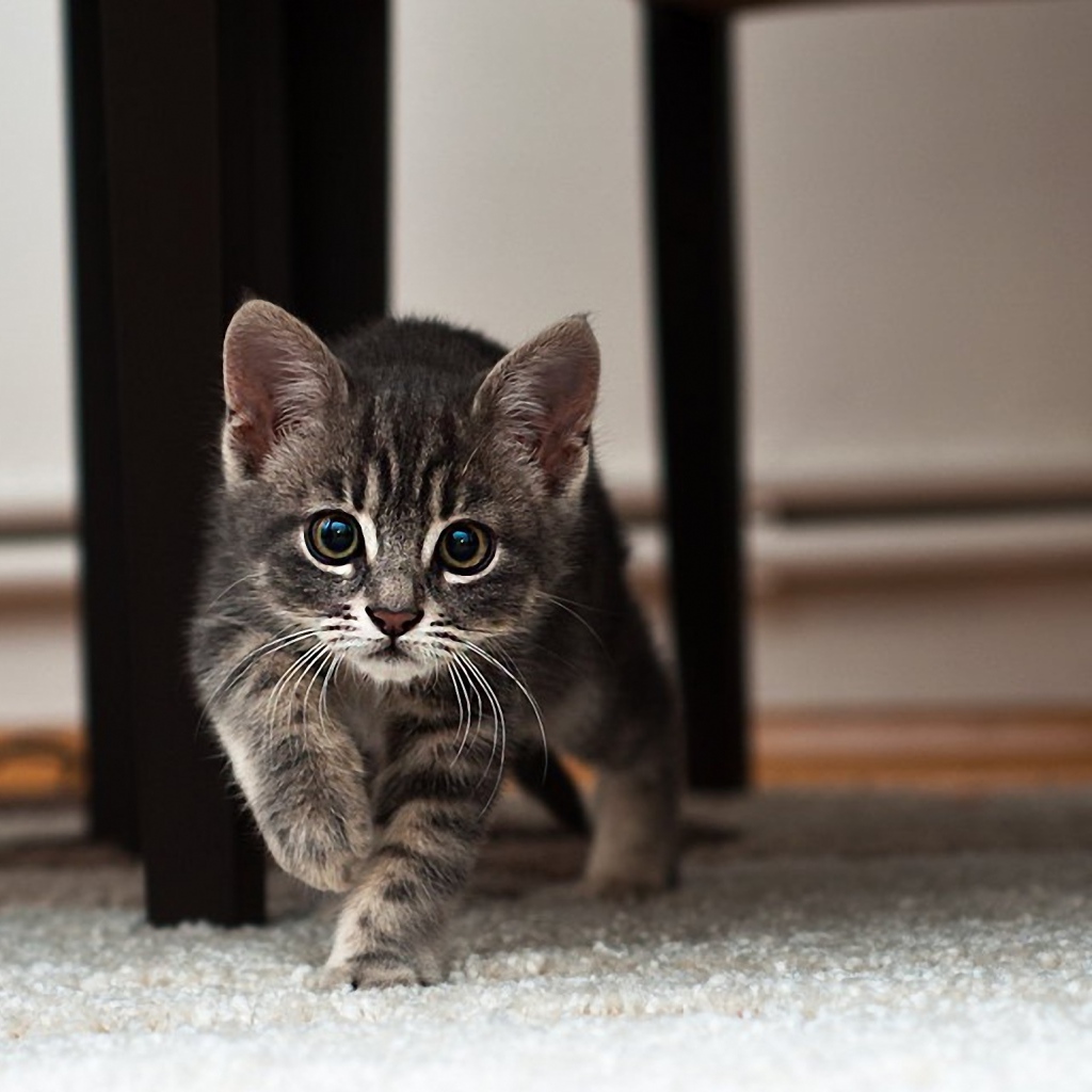 Котенок идет по ковру