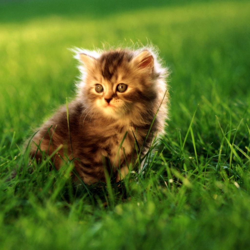 Маленький серый котенок в траве