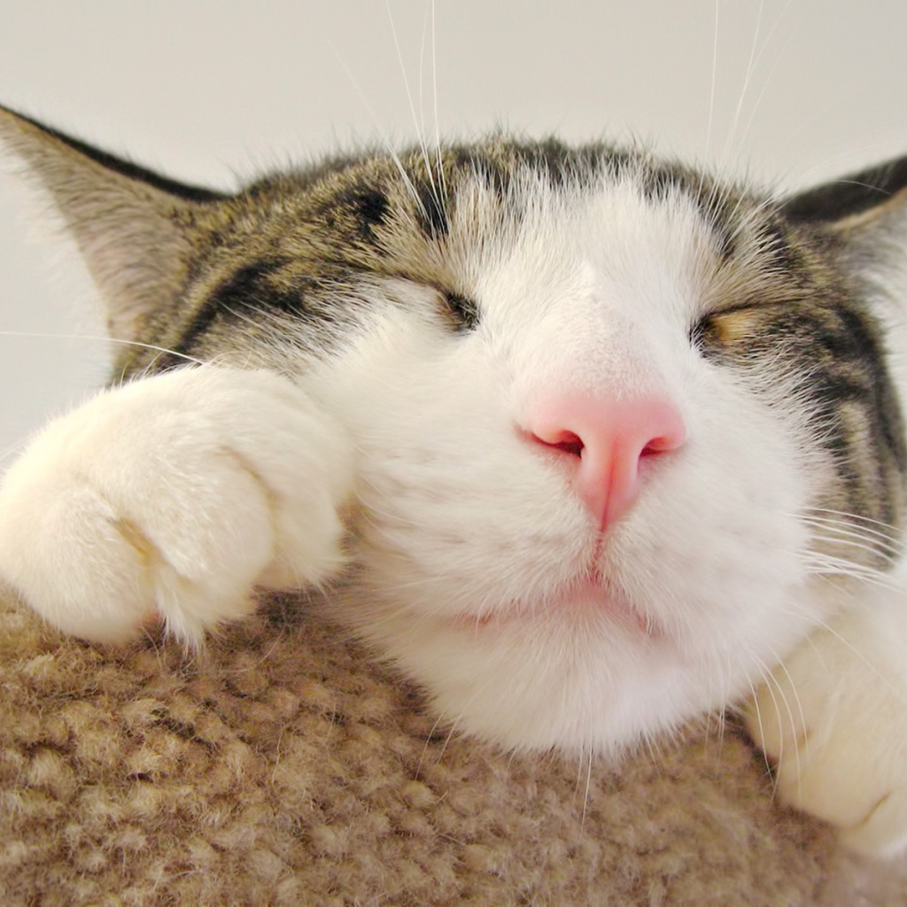 Морда спящего кота