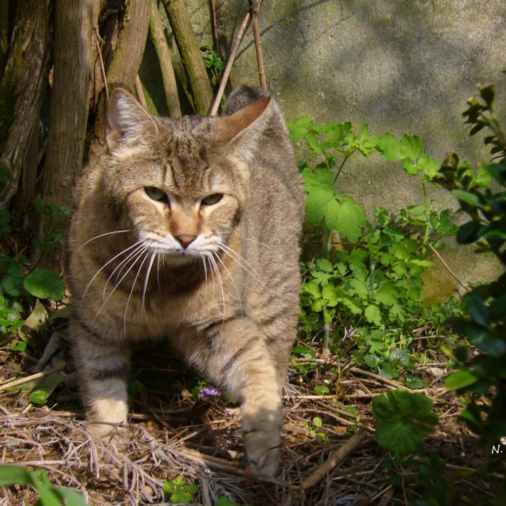 Хозяин сада пиксибоб