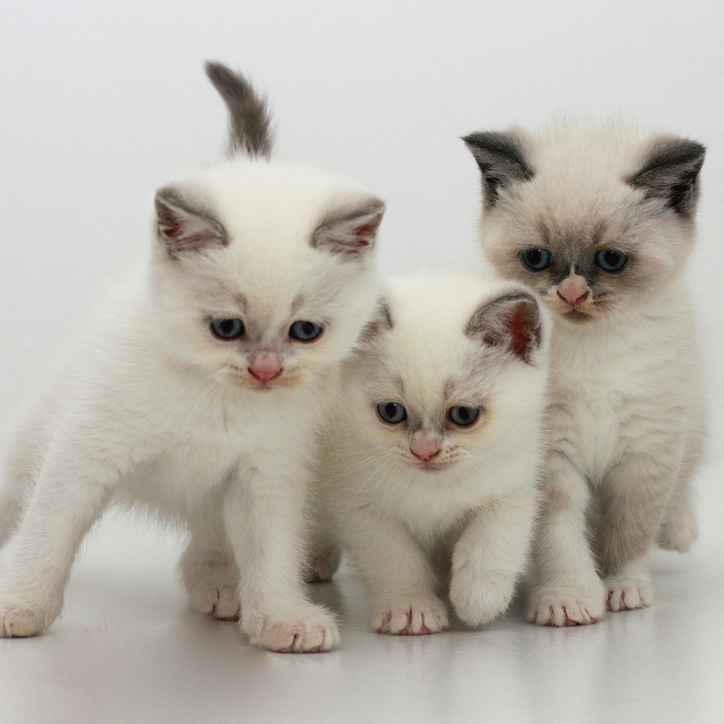 Три котенка бурмилла