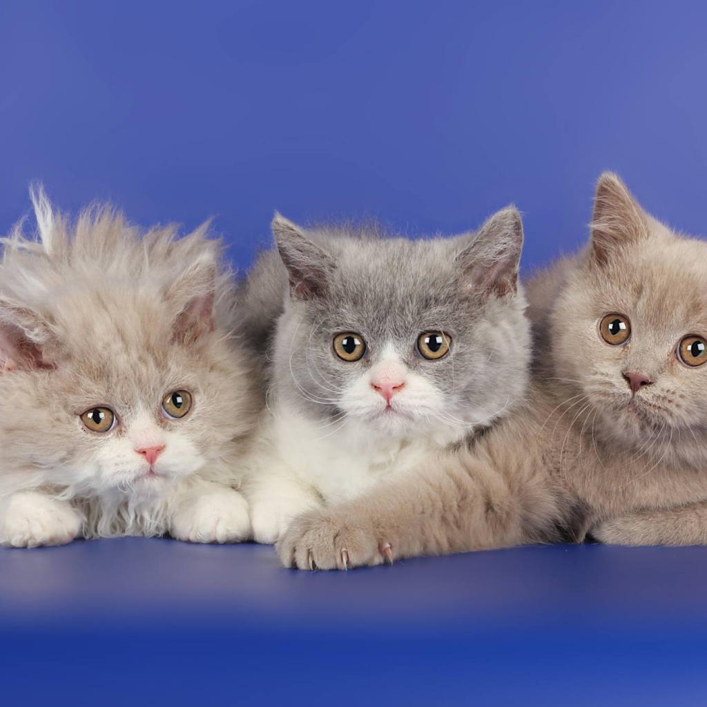 Три котенка селкирк рекс