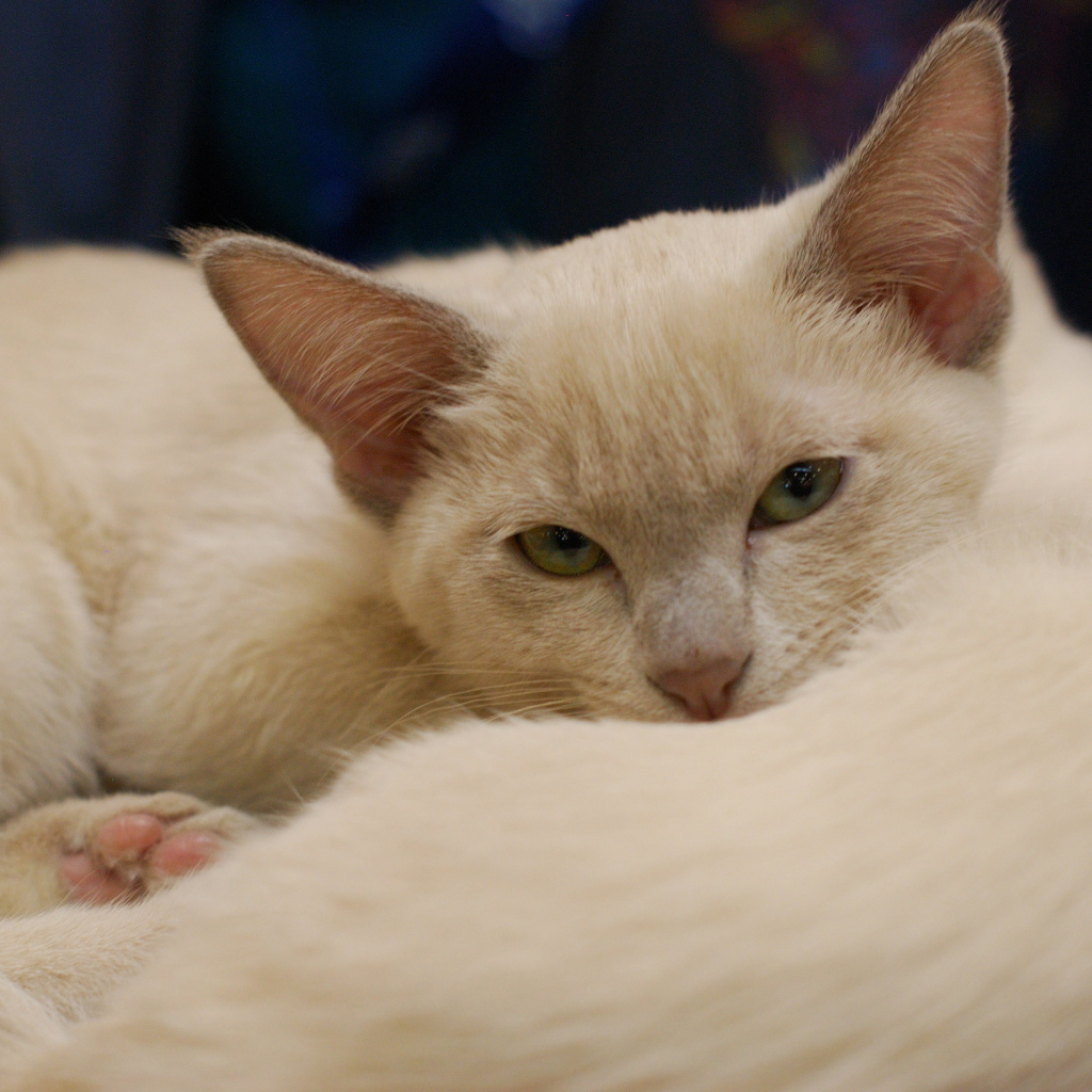 Пушистая тонкинская кошка