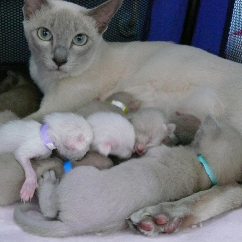 Тонкинская кошка с котятами