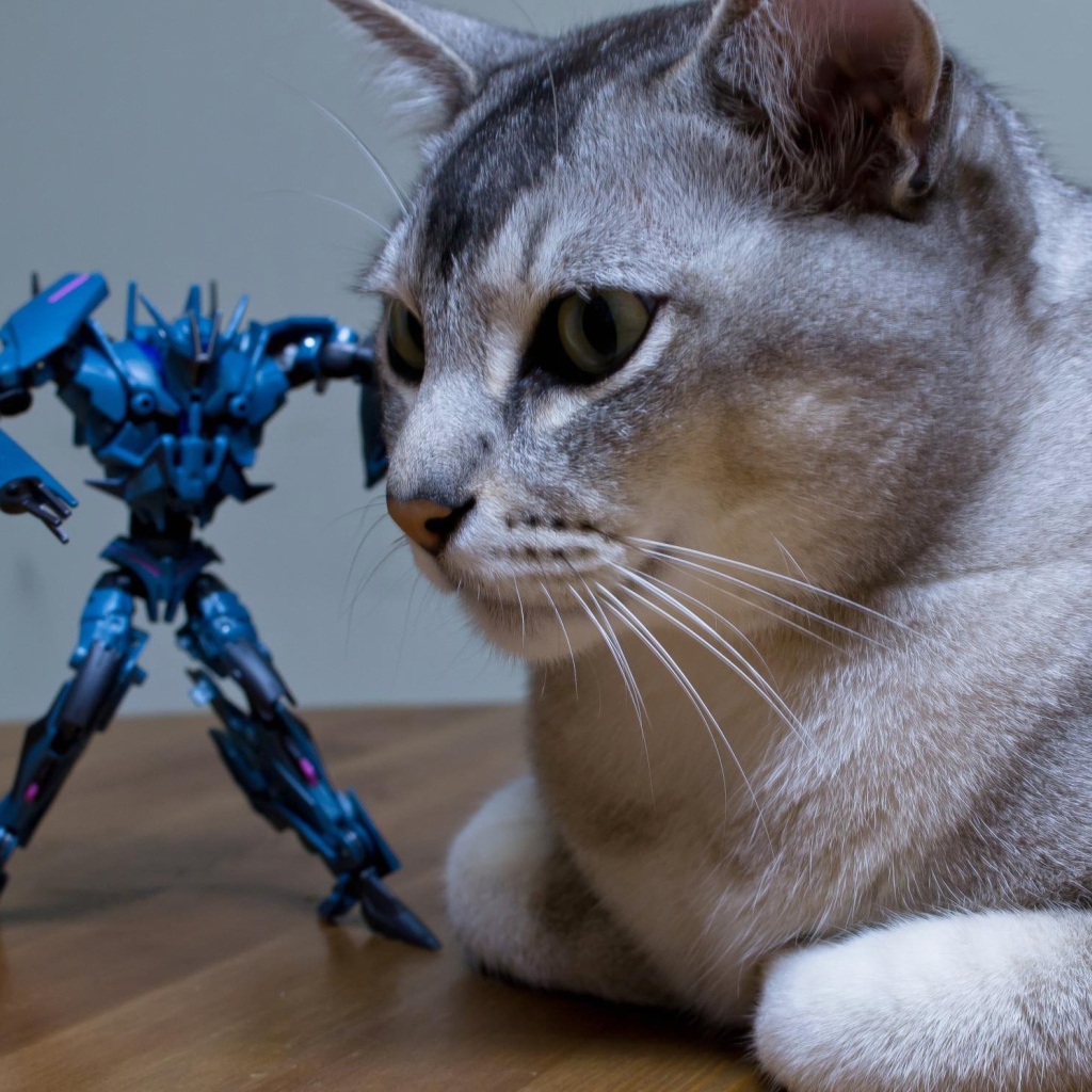 Игрушка атакует кошку бурмилла