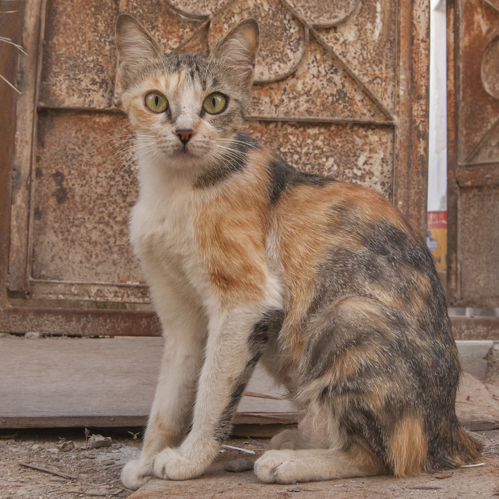 Трехцветный аравийский мау