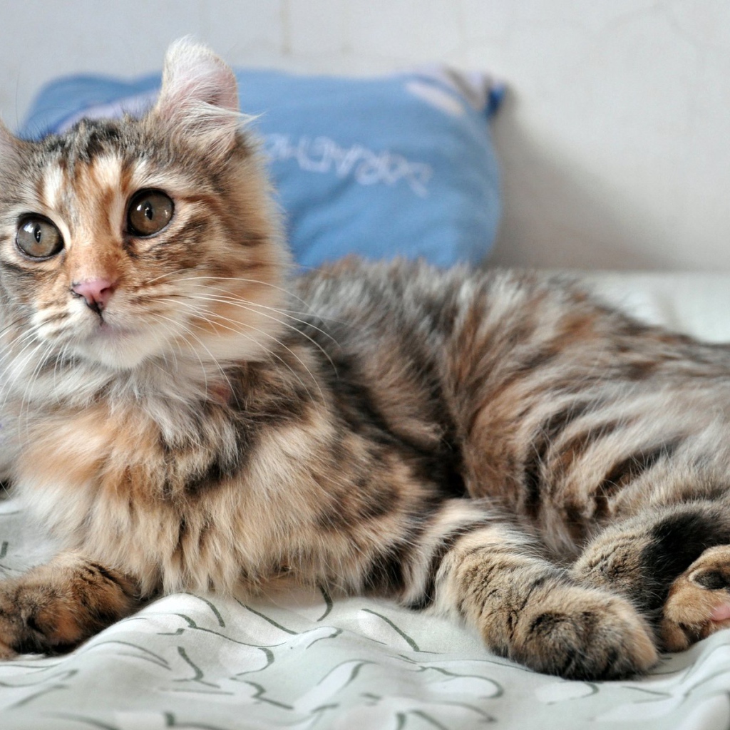 Трехцветный котенок американский керл