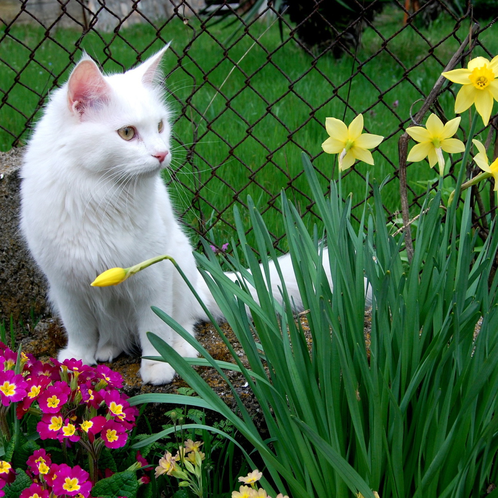 Кошка турецкая ангора среди цветов