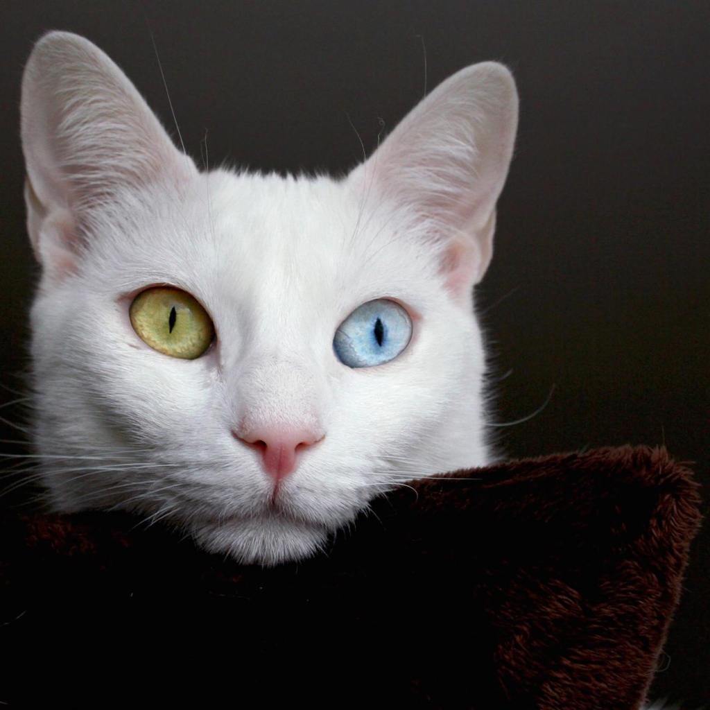 Мордочка кота турецкая ангора