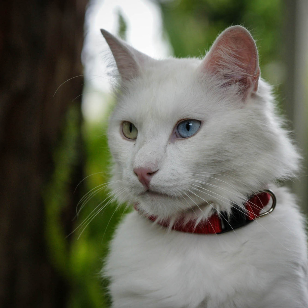 Кот турецкая ангора в ошейнике