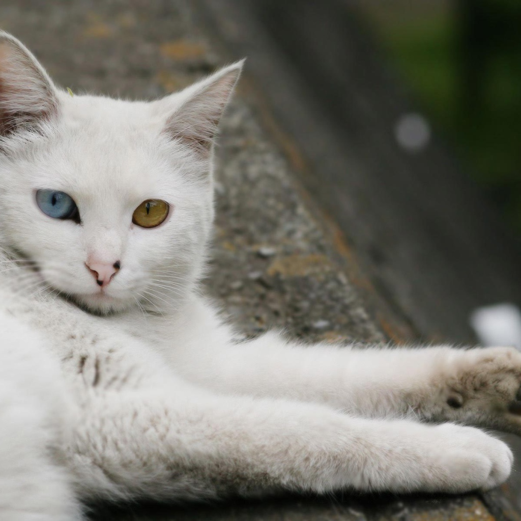 Турецкая ангора отдыхает