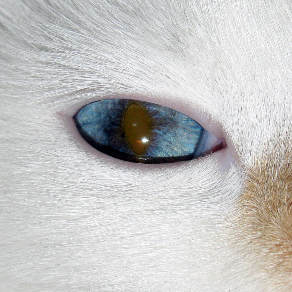 Глаз кота турецкий ван