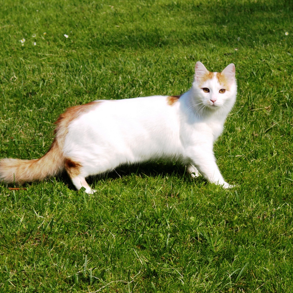 Турецкий ван на траве